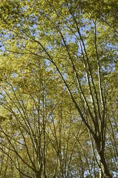 Plane tree photographed from below Stock Photos