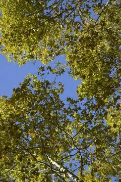 Plane tree photographed from below Stock Photos