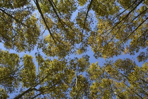 Plane tree photographed from below Stock Photos