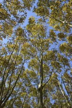 Plane tree photographed from below Stock Photos