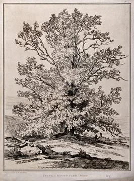 Plane tree (Platanus orientalis L.) in Rycot Park, Oxfordshire. Soft-ground.. Ilustración de archivo