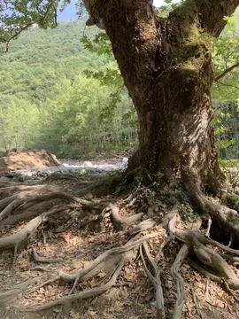 Plane tree root system exposed near a river Stock Photos