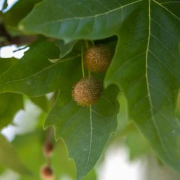 Plane tree seed balls hanging from green foliage Stock Photos