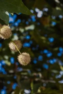 Plane tree seed balls hanging with broad green leaves against dark blue and.. Foto stock
