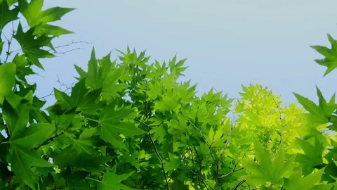 Plane Tree Tilt Video stock 84624984