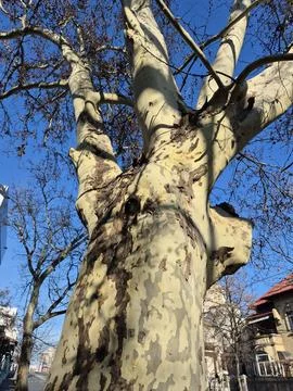 Plane tree trunk against blue sky in city Stock Photos