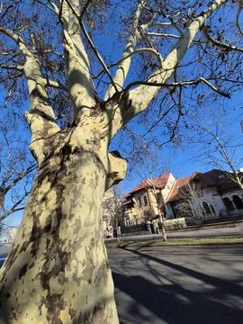 Plane tree trunk against blue sky in city street Stock Photos