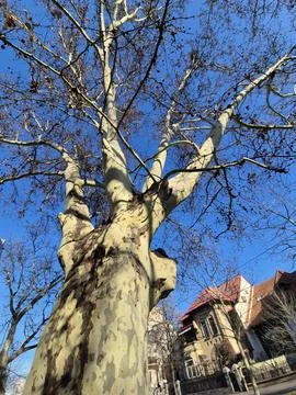 Plane tree trunk and branches against blue sky Stock Photos