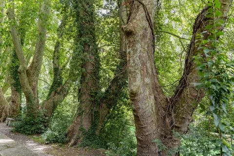 Plane tree trunks Stock Photos