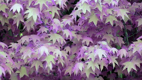 Plane tree under filtered lighting Video stock 168999559