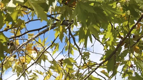 Plane tree view in september Stock Footage 136099136
