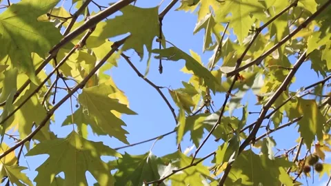 Plane tree view in september Stock Footage 136099267