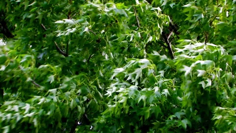 Plane tree in the wind Video stock 168999698