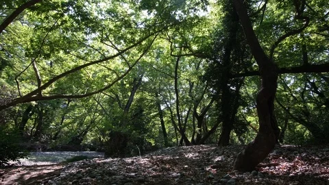 Plane trees in Evia, Greece 库存影片 116816302