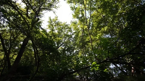 Plane trees moved by the wind in Evia, Greece 库存影片 116816110