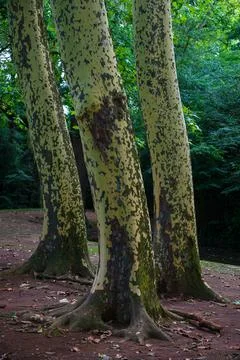 Plane trees in the park Stock Photos