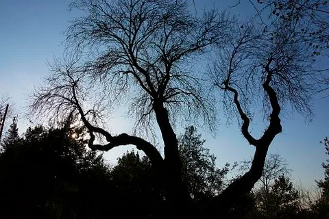 Plane trees Stock Photos