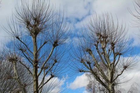 Plane trees Stock-Fotos
