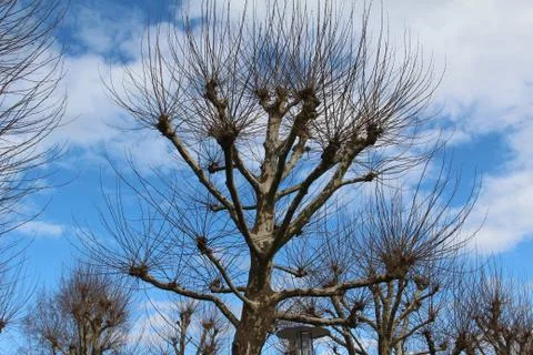 Plane trees Stock-Fotos