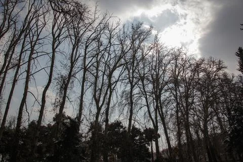 Plane trees Stock Photos