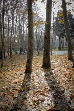 Plane trees Stock Photos
