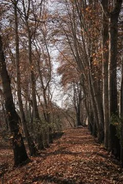 Plane trees Stock Photos