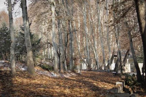 Plane trees Stock Photos