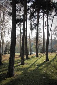 Plane trees Stock Photos