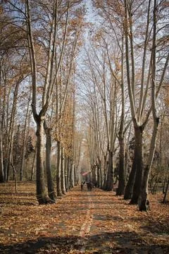 Plane trees Stock Photos
