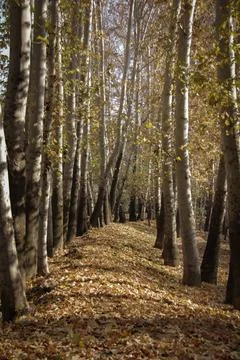 Plane trees Stock Photos