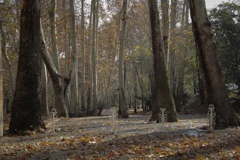 Plane trees Stock Photos