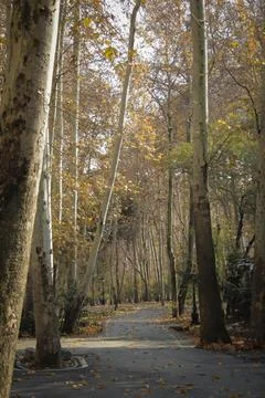 Plane trees Stock Photos