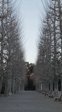 Plane trees pruned to line the path in the French style at Shinjuku Gyo-en Stock Photos