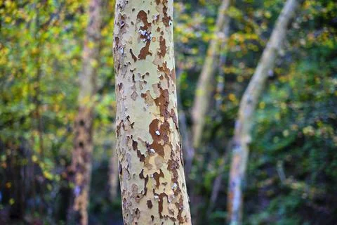 Plane trees trunks in Ucieda forest, Cabuerniga Valley, Cantabria, Spain. Stock Photos