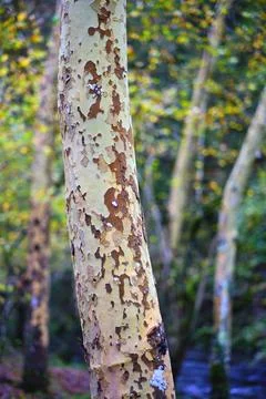 Plane trees trunks in Ucieda forest, Cabuerniga Valley, Cantabria, Spain. Stock Photos