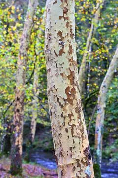 Plane trees trunks in Ucieda forest, Cabuerniga Valley, Cantabria, Spain. Stock Photos