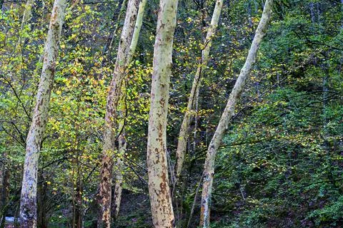 Plane trees trunks in Ucieda forest, Cabuerniga Valley, Cantabria, Spain. Stock Photos