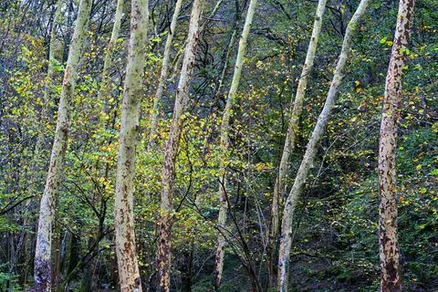 Plane trees trunks in Ucieda forest, Cabuerniga Valley, Cantabria, Spain. Stock Photos