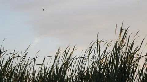 The plane was flying over Stock-Footage 46206126