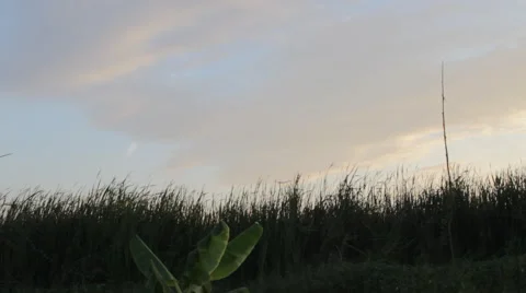 The plane was flying over Stock Footage 46216333