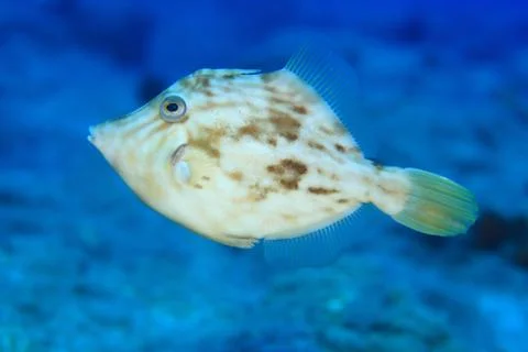 Planehead filefish Stock Photos