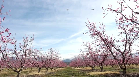 Planes Over Orchard 動画素材 47407735