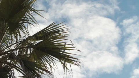 Planes takeoff palm trees Stock Footage 46809160