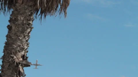 Planes takeoff palm trees Stock Footage 46809184