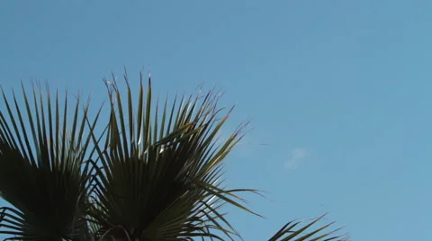Planes takeoff palm trees Stock Footage 46809241