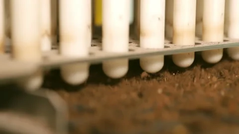 The planet will be saved. Automatic planting of seeds in plastic containers Stock Footage 176416582