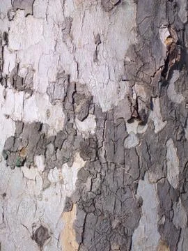 Planetree bark Stock Photos