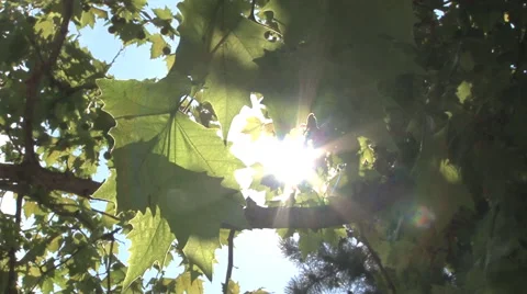 PLANETREE LEAFS AGAINST THE SUN Stockbeeldmateriaal 40325557