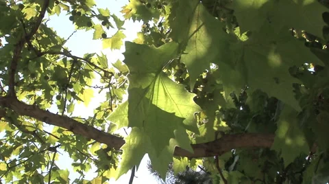 PLANETREE LEAFS AGAINST THE SUN Stock Footage 40326361