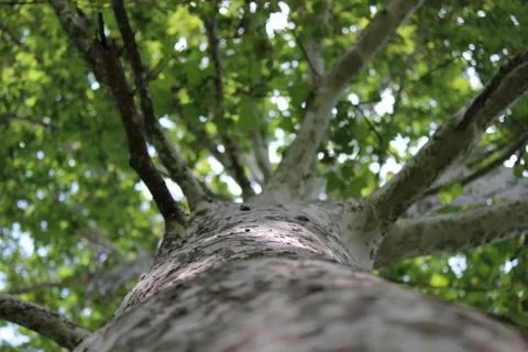 Planetree 스톡 사진